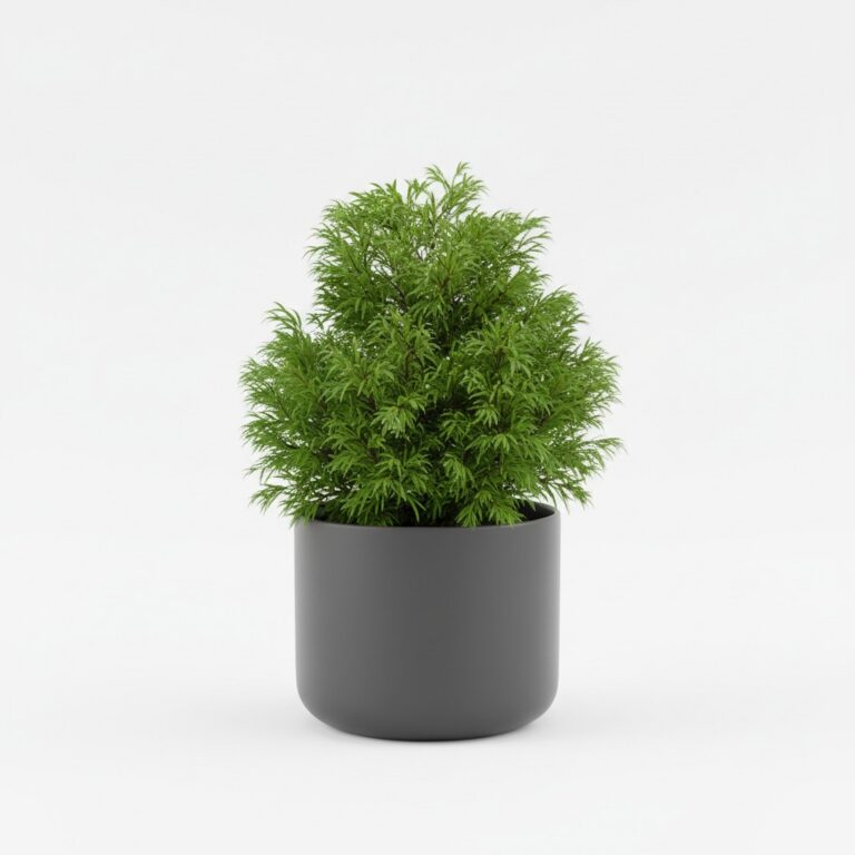 Japanese Cedar plant