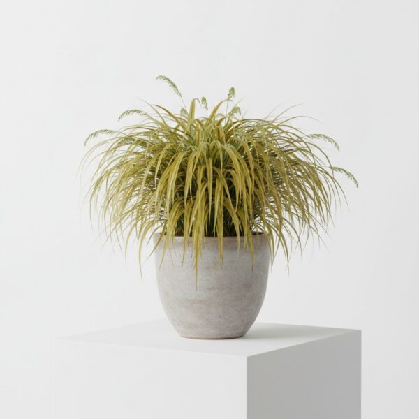 Japanese Forest Grass