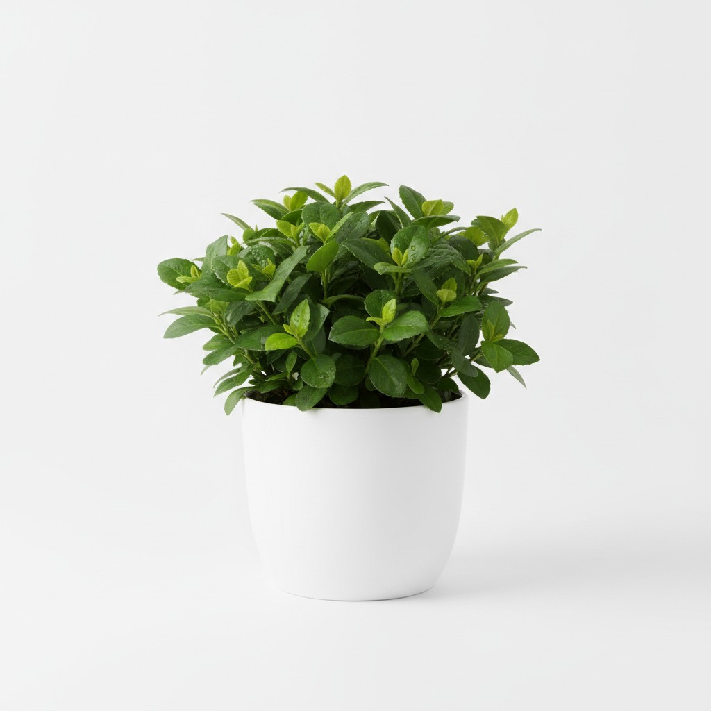 Japanese Spurge - Plant Care Guide