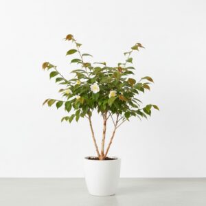 Japanese Stewartia plant