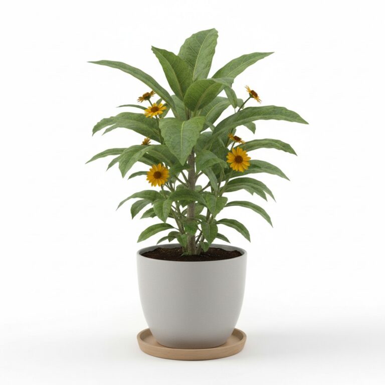 Jerusalem Artichoke plant