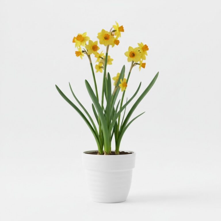 Jonquil plant