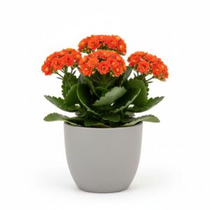 Kalanchoe Blossfeldiana plant
