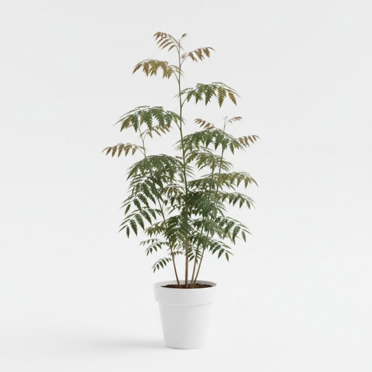 Kentucky Coffeetree plant