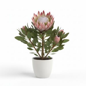 King Protea