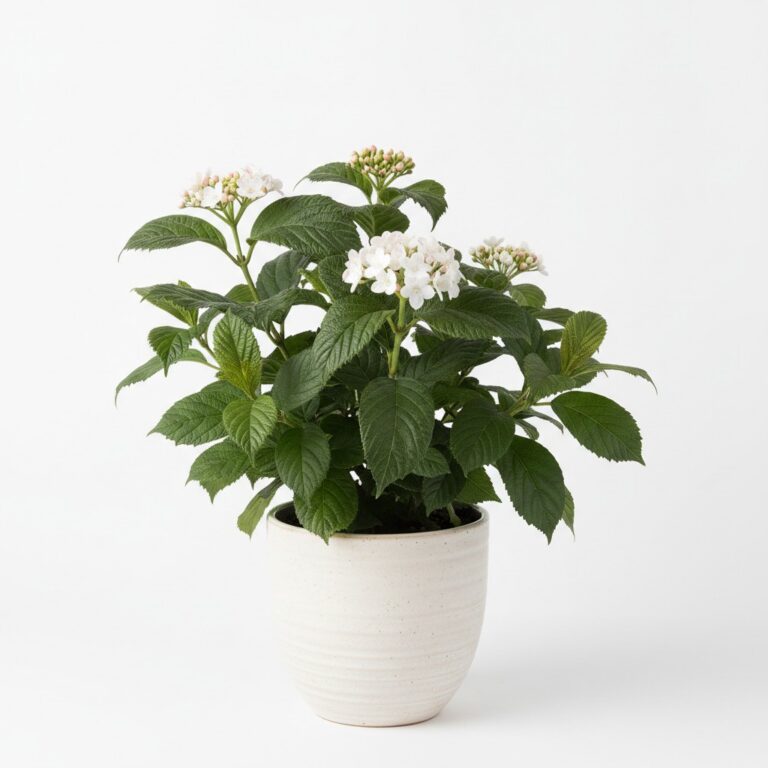 Korean Spice Viburnum plant