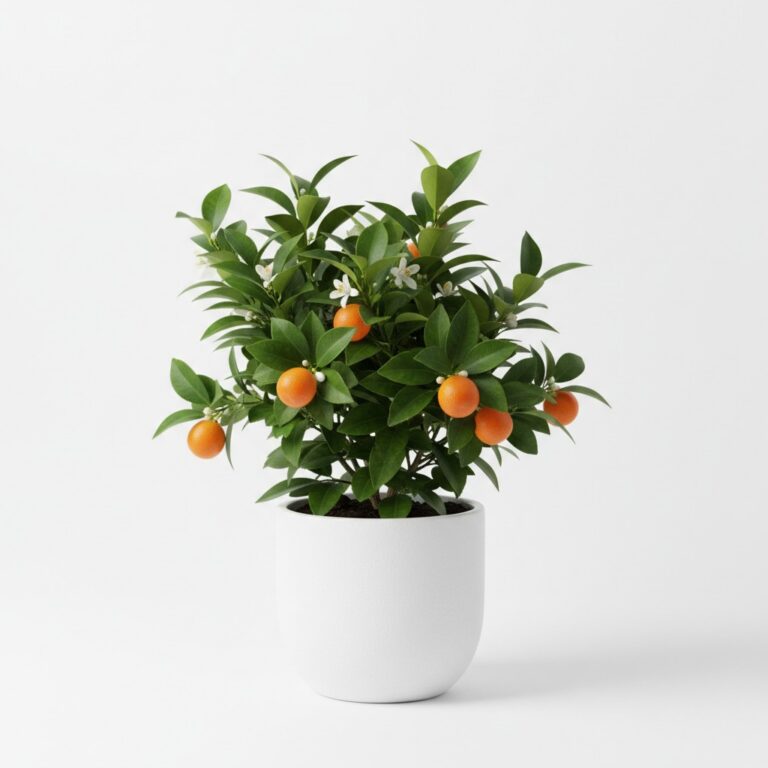 Kumquat plant