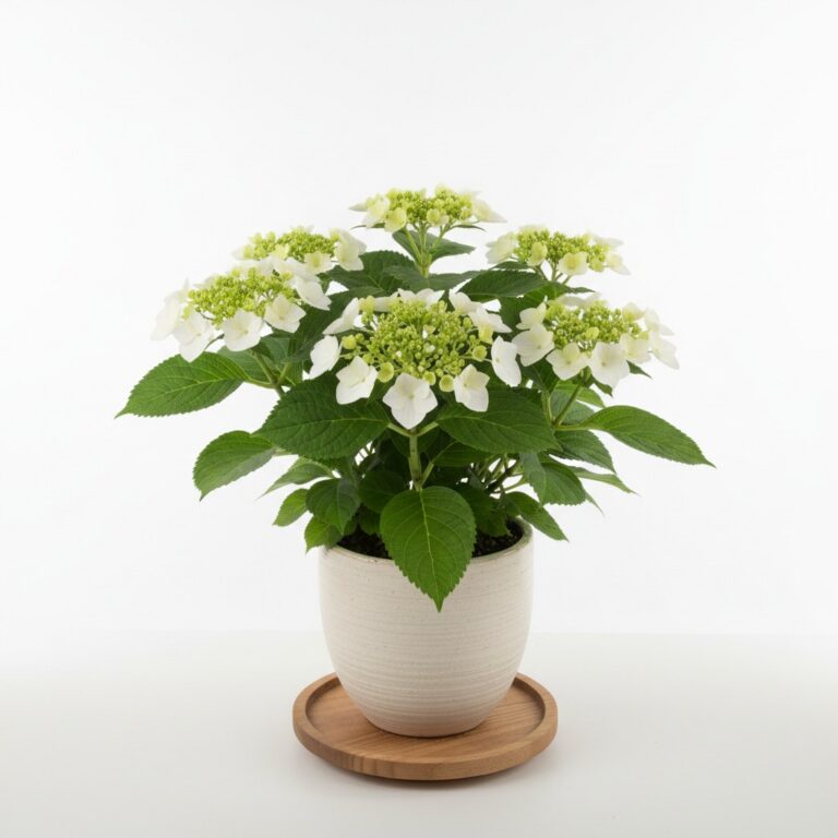 Lacecap Hydrangea plant