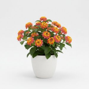Lantana Camara plant