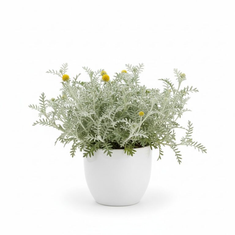 Lavender Cotton plant