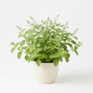 Lemon Verbena