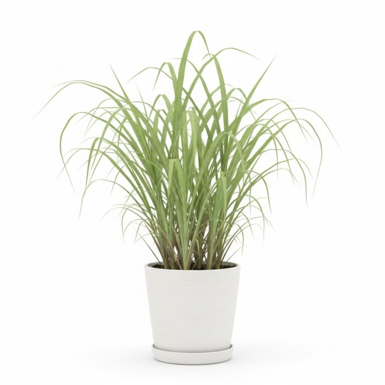 Lemongrass plant
