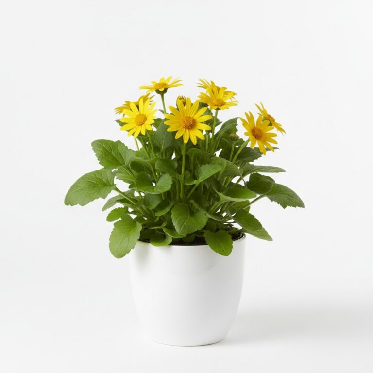 Leopard’s Bane plant