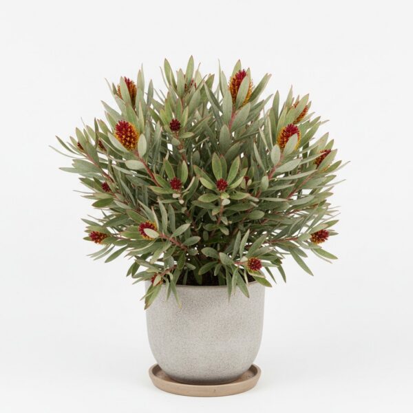 Leucadendron
