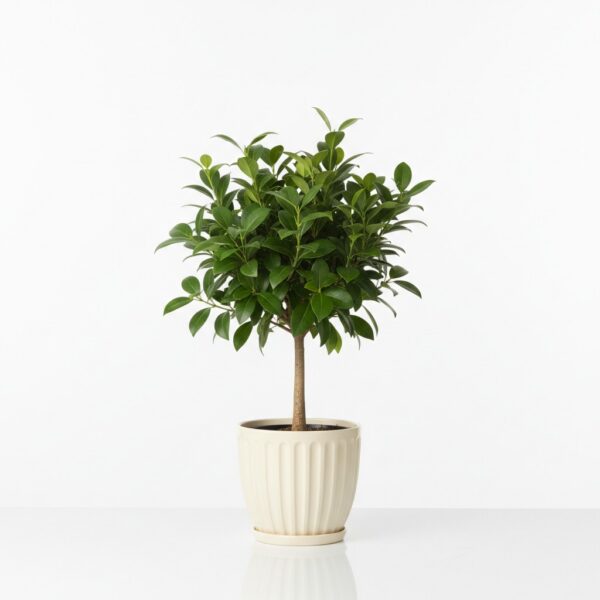 Ligustrum