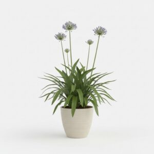 Lily of the Nile plant