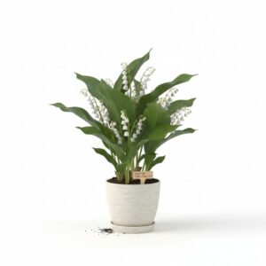 Lily of the Valley Bush