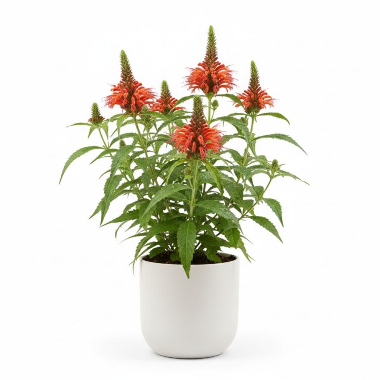 Lion’s Tail plant