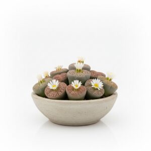 Lithops plant