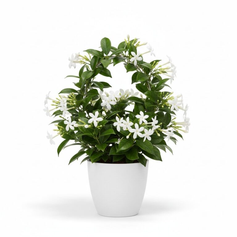 Madagascar Jasmine plant