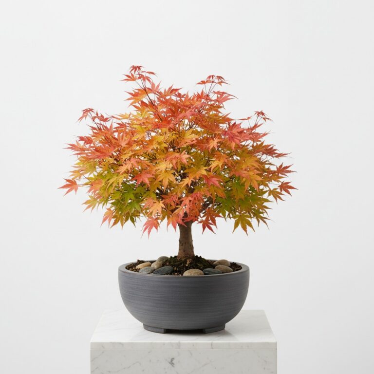 Maple plant