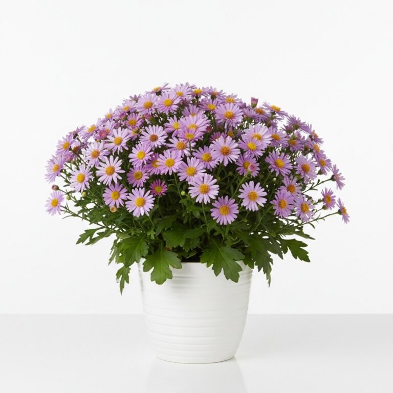 Michaelmas Daisy plant