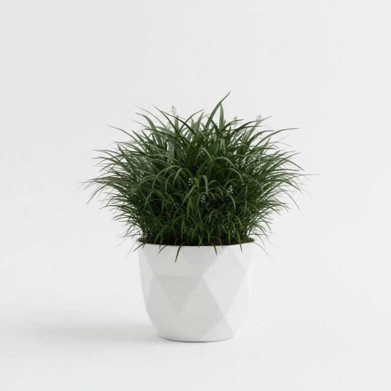 Mondo Grass plant