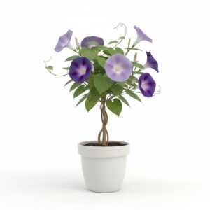 Morning Glory Tree plant