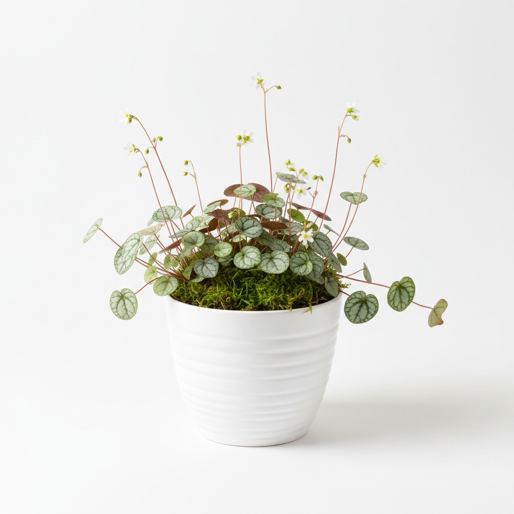 Mossy Saxifrage - Plant Care Guide
