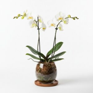 Moth Orchid