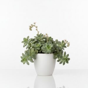 Mother of Pearl Plant plant