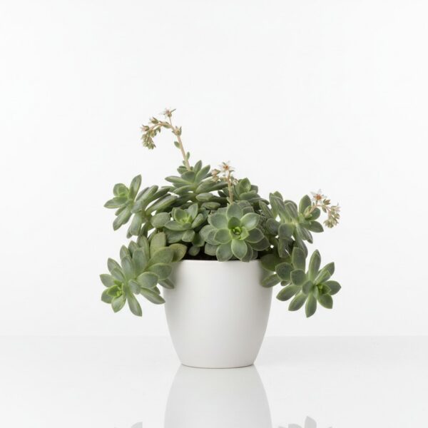 Mother of Pearl Plant