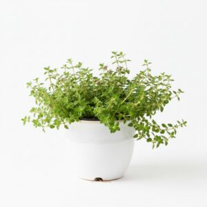 Mother of Thyme plant