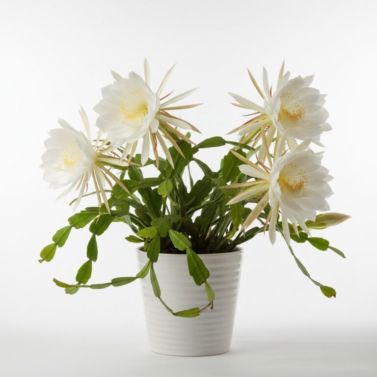 Night Blooming Cereus plant