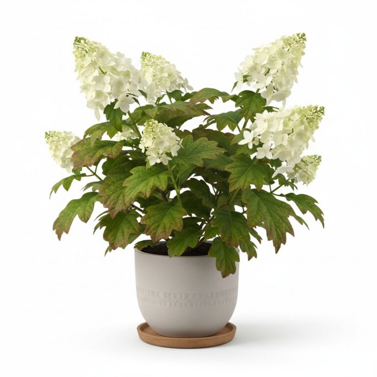 Oak Leaf Hydrangea plant