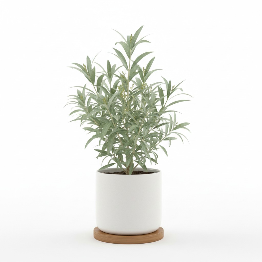 Oleaster - Plant Care Guide