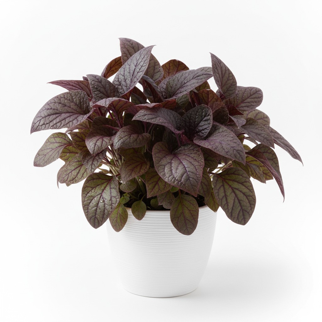 Orach - Plant Care Guide