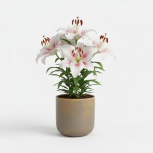 Oriental Lily plant