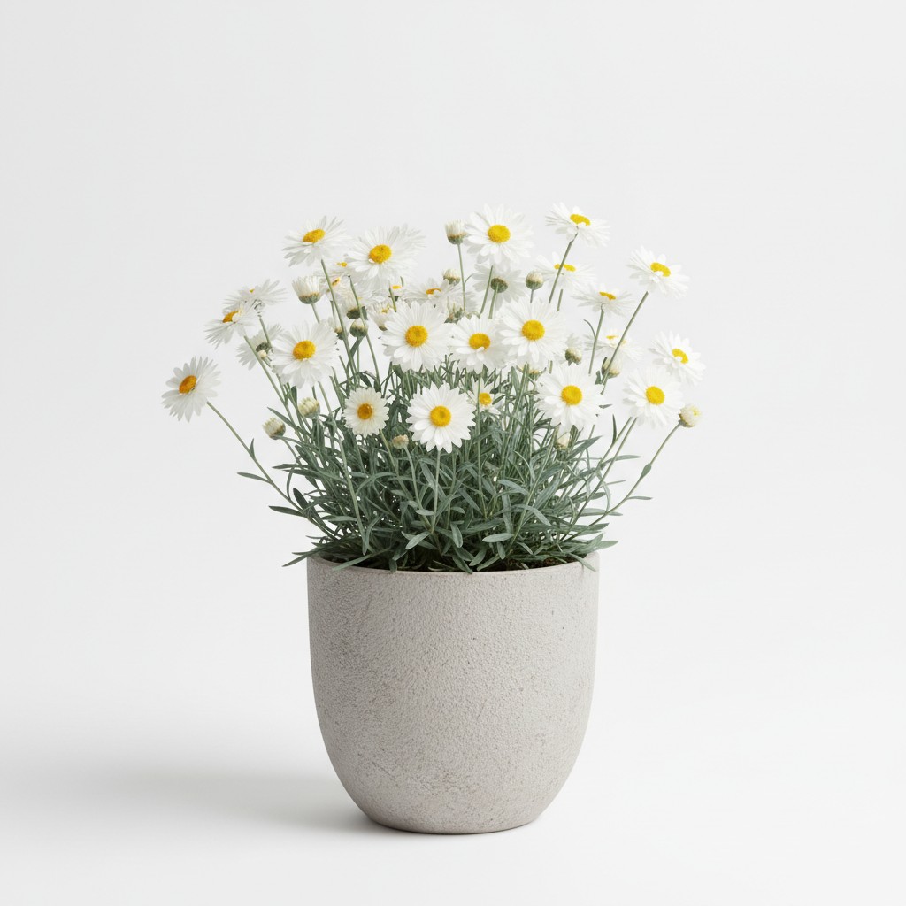 Paper Daisy - Plant Care Guide