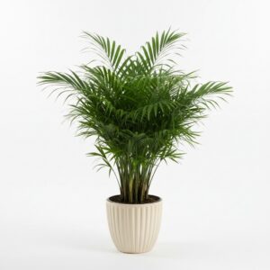 Parlor Palm plant