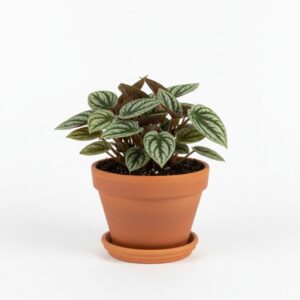 Peperomia Argyreia plant