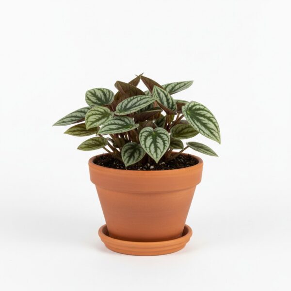 Peperomia Argyreia