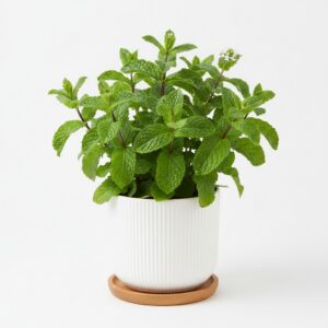 Peppermint plant
