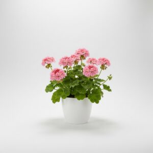 Perennial Geranium plant