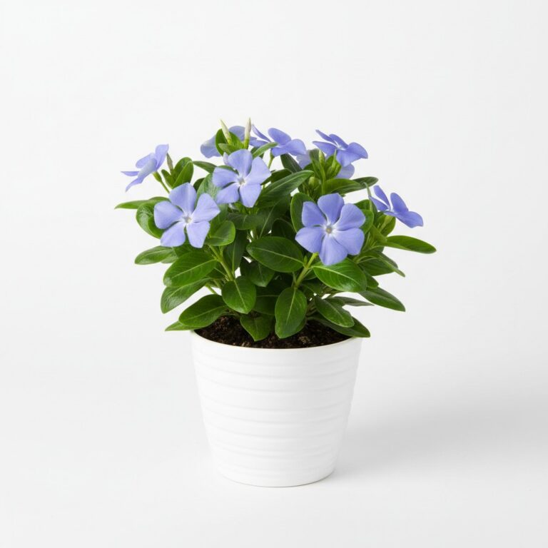 Periwinkle Vinca plant