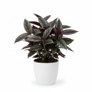 Persian Shield plant
