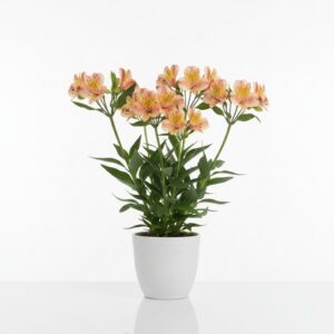 Peruvian Lily plant