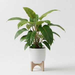 Philodendron