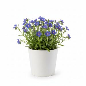 Pimpernel plant