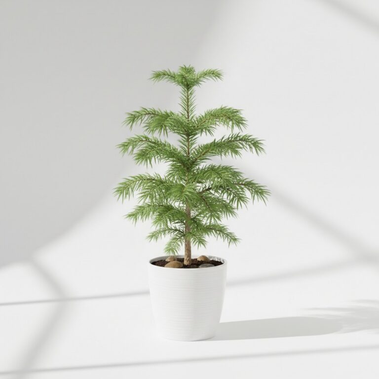 Pine Tree plant